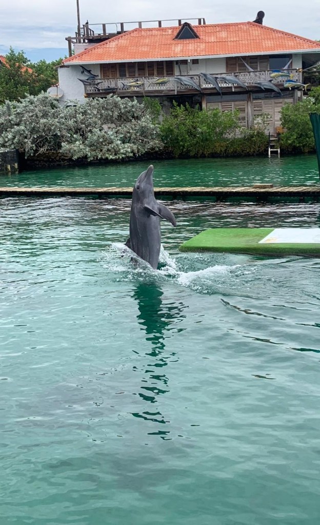 Delfín saltando fuera del agua en canal de agua verde con casa de techo naranja de fondo